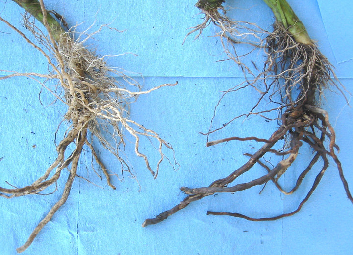 roots